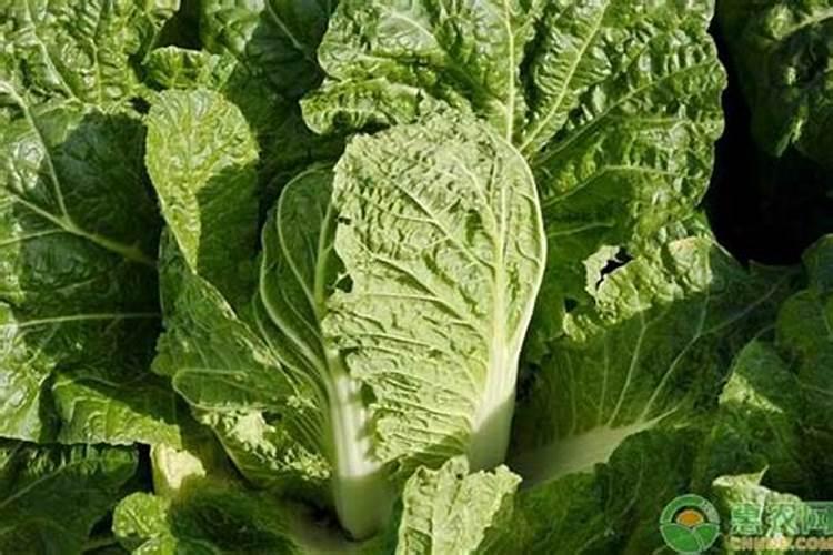 为提高白菜、菠菜的产量,应多施什么肥？ 磷肥、钾肥还是氮肥