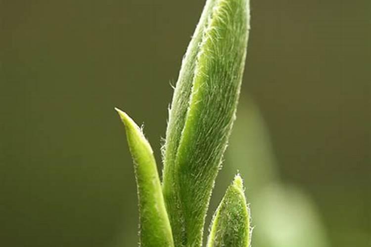 茶树催芽壮芽用什么药最快