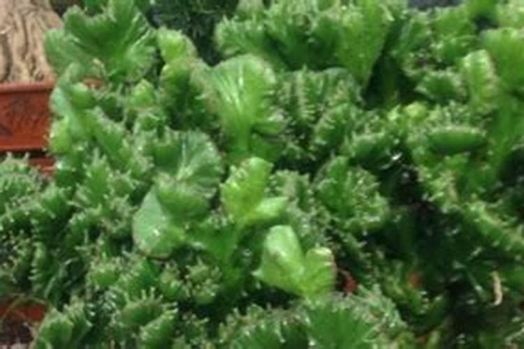种植麒麟花需要用什么肥料