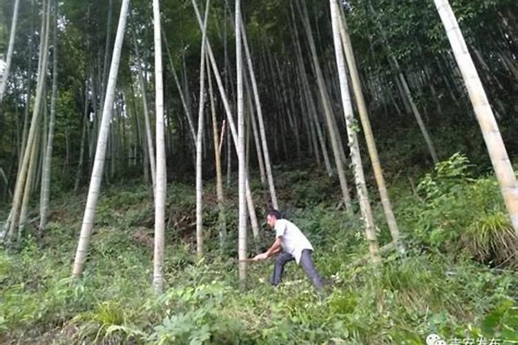 木醋液生物肥厂家