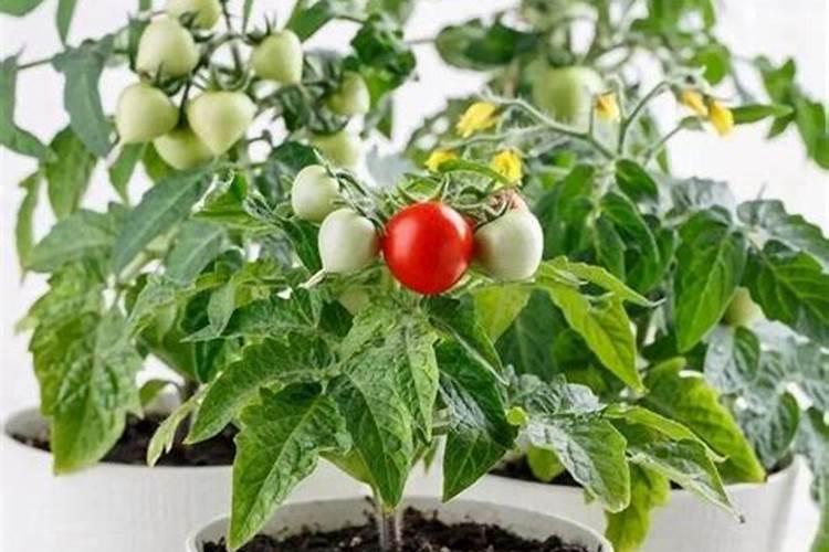 大白菜专用杀虫药