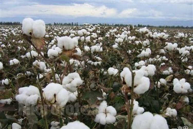 磷肥是什么肥料做成