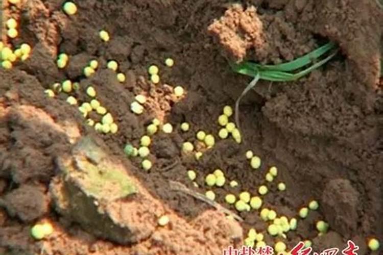 注意!玉米控释肥市场套路多、水分大？你不懂就容易上当受骗