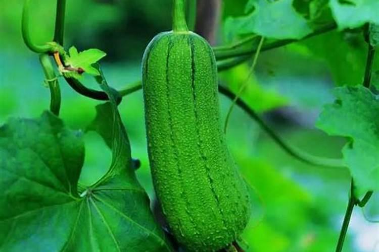 果桑种植效益怎样