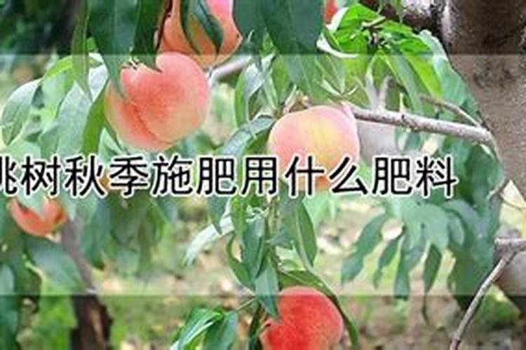 桃树补钙用什么好钙肥