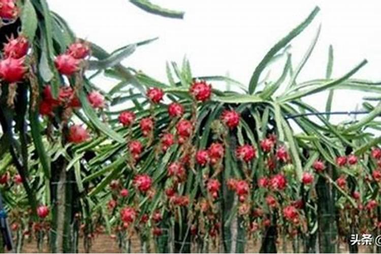 分析!种植火龙果前怎样施肥？