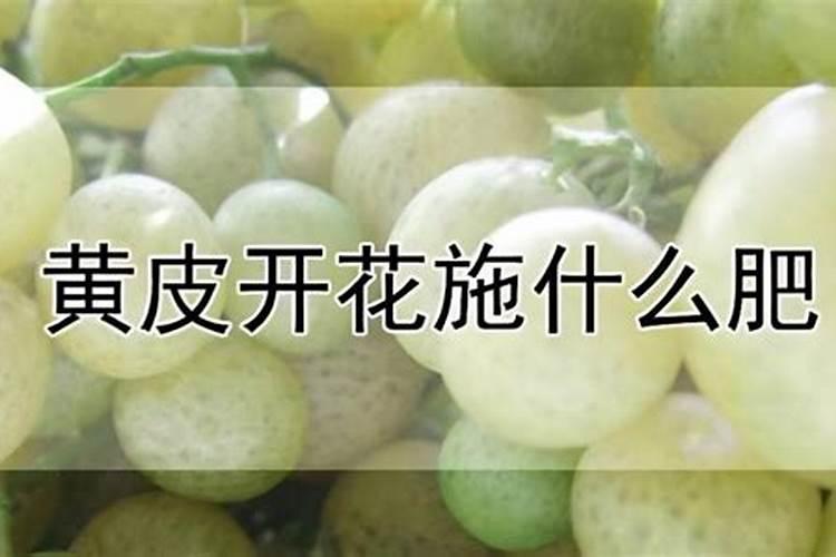 黄皮果树什么时候施肥最佳