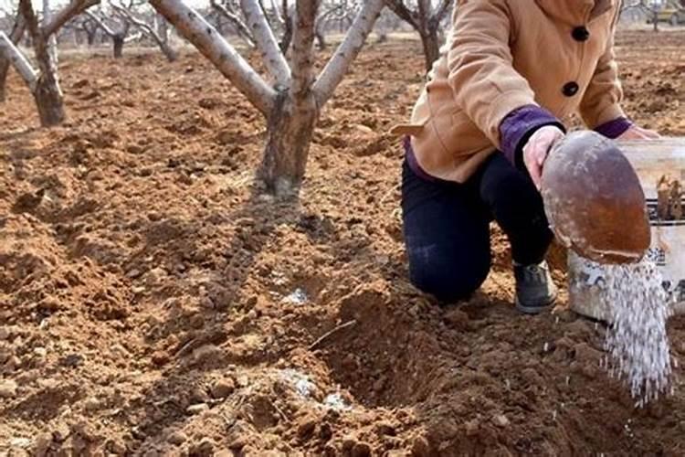 黄皮果什么时候打保果药