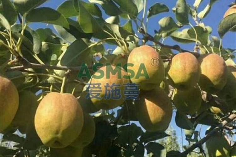 山东秋月梨7月份喂什么肥料好