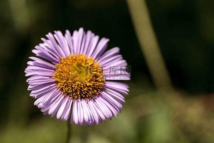 丝瓜种多久 丝瓜的种子发芽需要多久