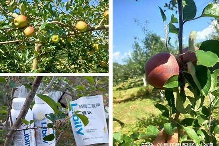 棉花想要高产应该如何施肥？棉花高产施肥技术!