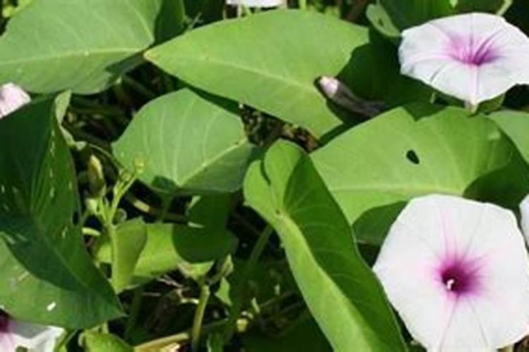 种菜用尿素还是复合肥