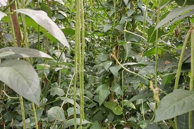 哪些植物有钾肥