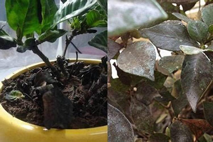 栀子花叶子尖发黑枯萎像烧焦