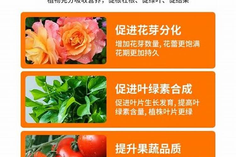 种菜用什么肥料最好