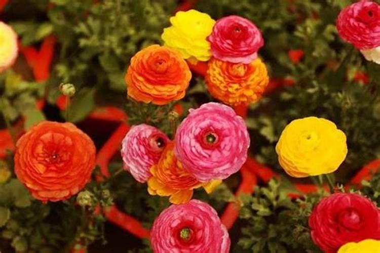 苹果套袋前打什么农药配方