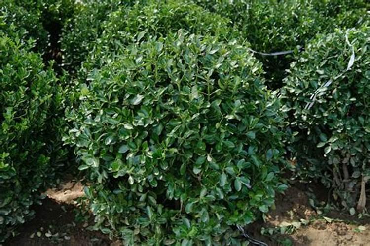 岳阳冰粉籽配料批发市场在哪里