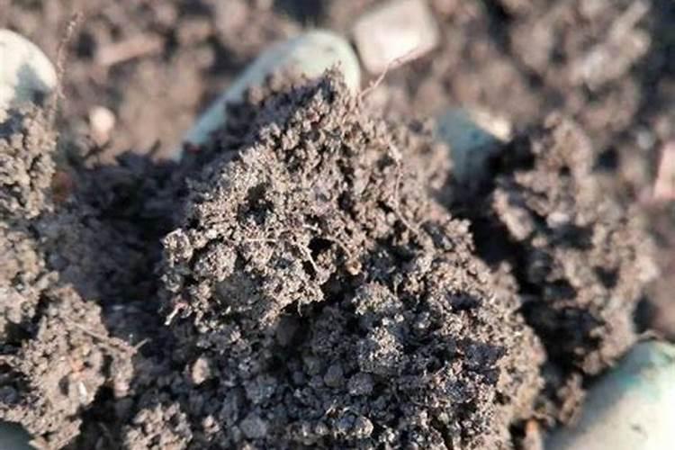 腐叶土当肥料用来种果树可以吗？