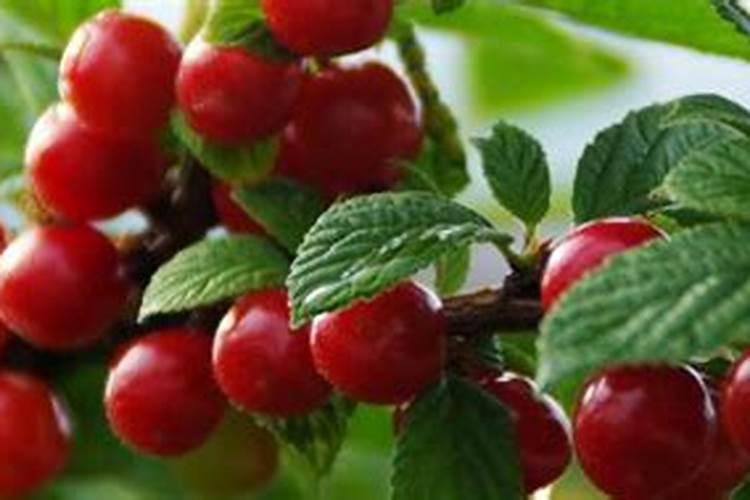 樱桃打什么叶面肥长的快？樱桃什么肥可以果实膨大？