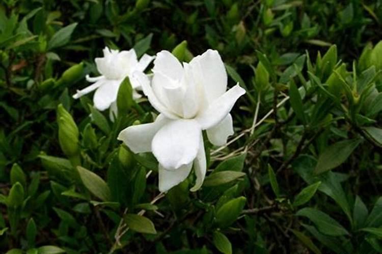 栀子花肥料有哪些