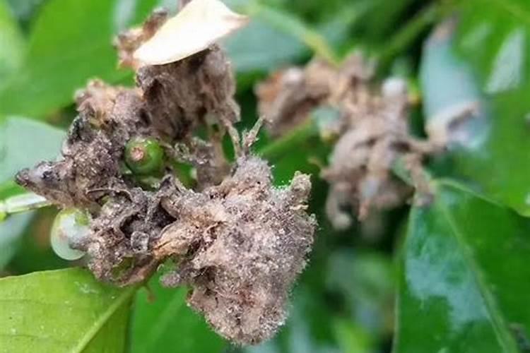 种植花生用什么肥料好？