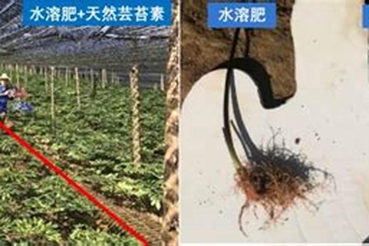 芸苔素内酯能用在苹果树上吗？效果怎么样？