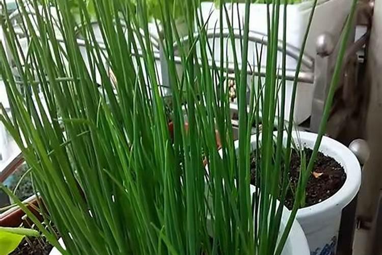 小香葱的种植方法和时间