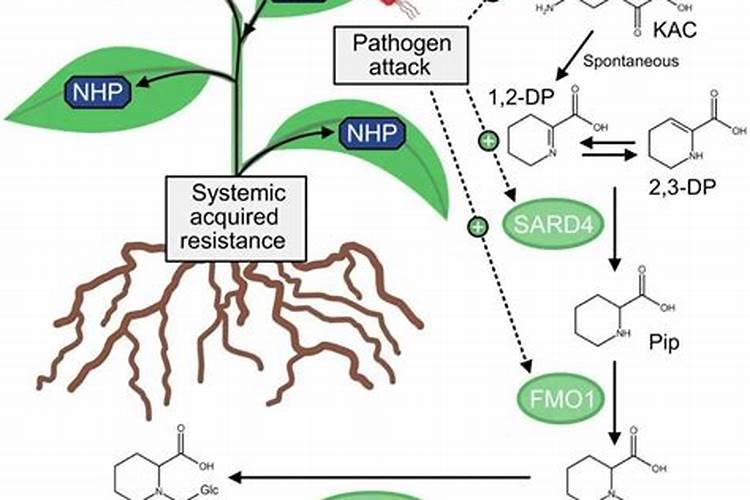 水溶肥的使用方法