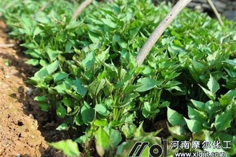 绿萝施肥方法,用什么肥好