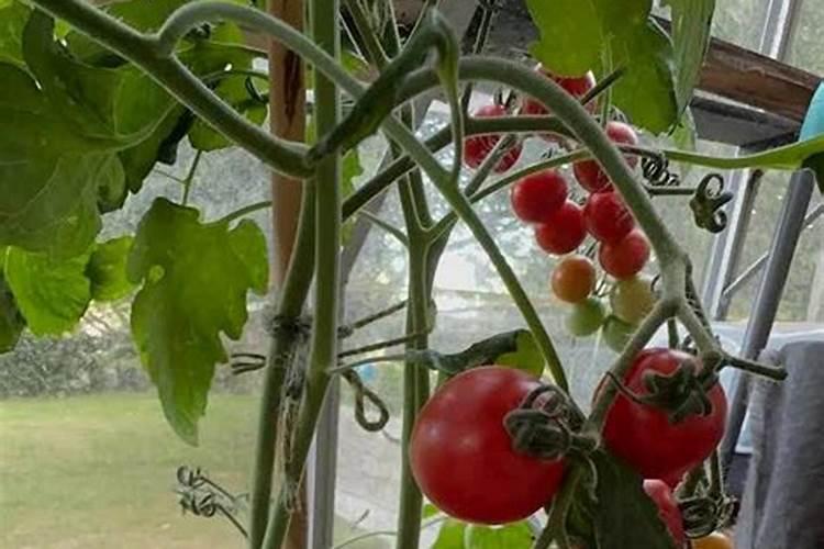 液体硅肥什么时候冲施小番茄好