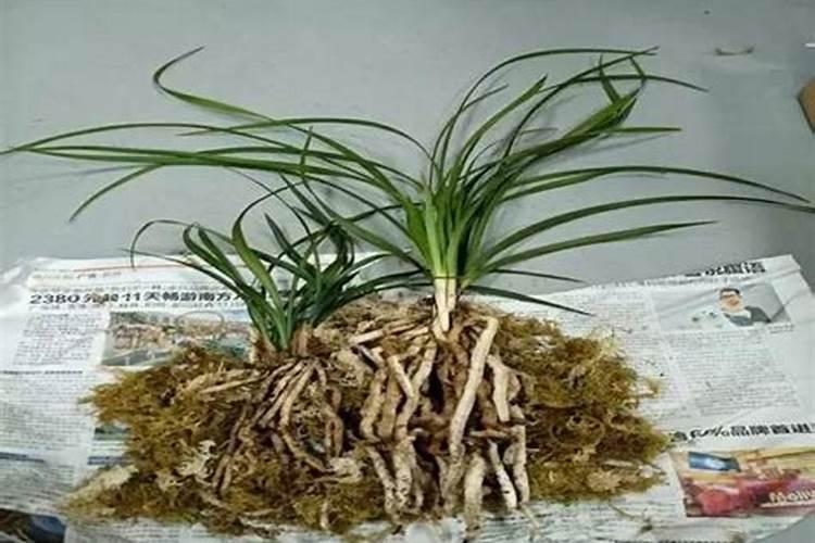 空心菜黄叶用什么肥和药