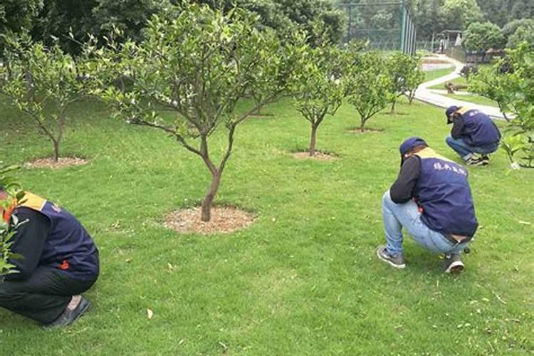 长沙草字头绿化工程有限公司施工注意事项