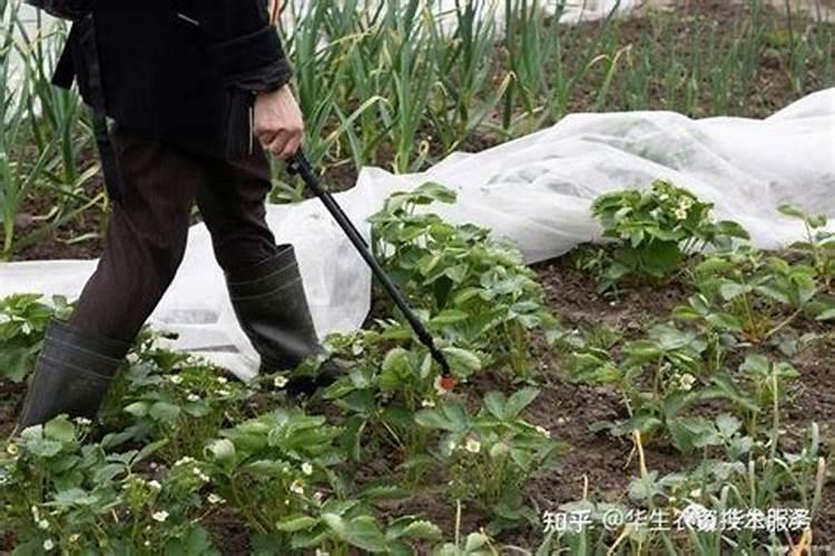 辣椒苗期发生叶面肥害有哪些表现？发生肥害后怎么办？