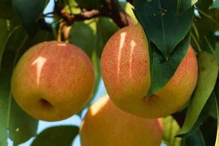 黄金梨的铁头病该用什么肥料？