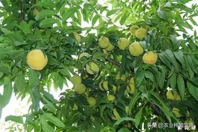 桃树水溶肥彭大肥施几次好
