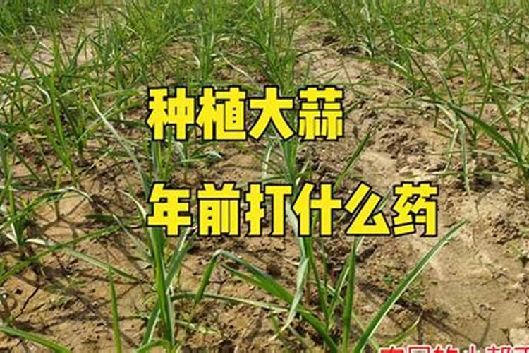 大蒜叶面肥喷什么肥最好