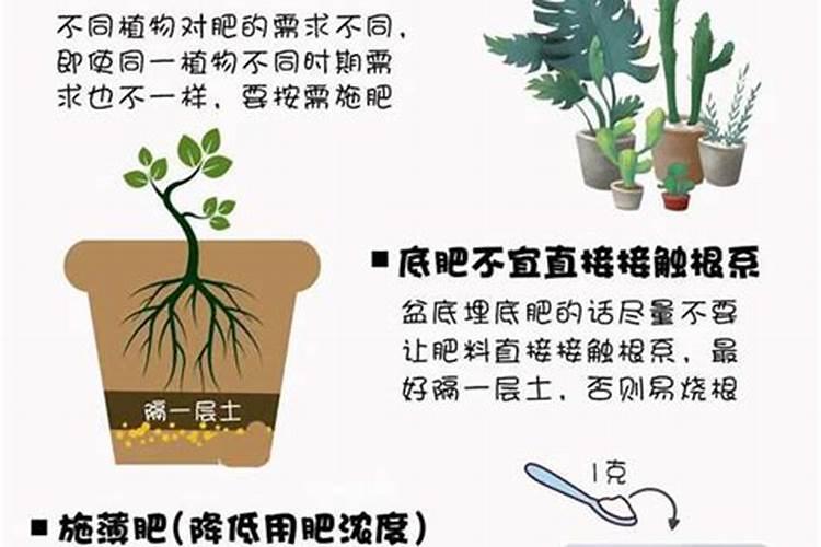 种植大蒜每亩可以用多少鹌鹑粪肥