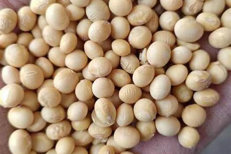 种植黄豆将底肥施得太多,这样做是正确的吗？