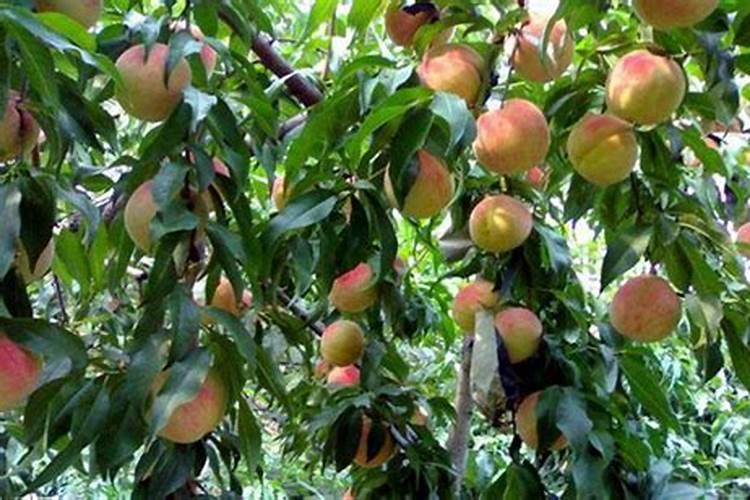 桃子膨大期喷什么上色增甜？