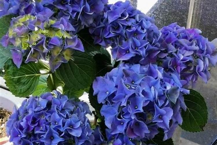 黄瓜秧几天浇水