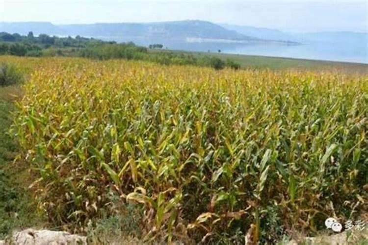 螯合铁能不能和吡虫啉可不可以一起用(在线等)