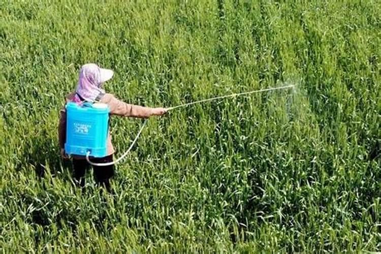 能防数十种害虫的吡虫啉和阿维菌素能跟叶面肥混配吗？