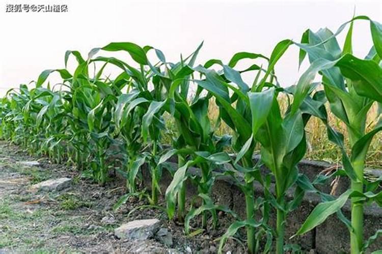 什么是植物多糖