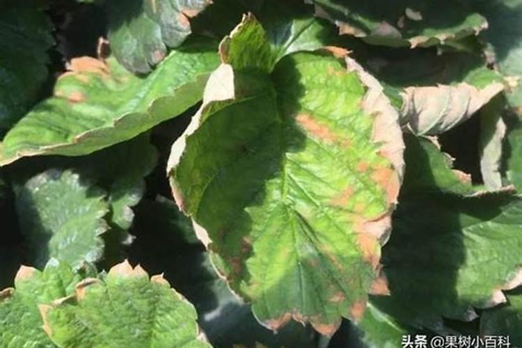 什么是植物多糖