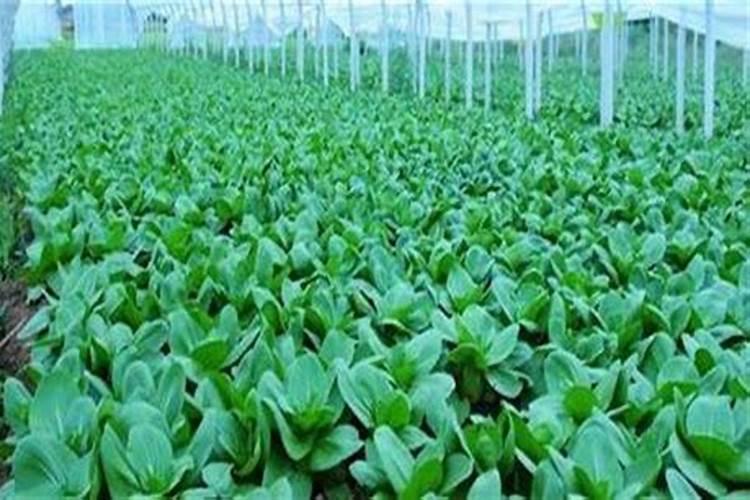 油菜什么时候施硼肥合适？