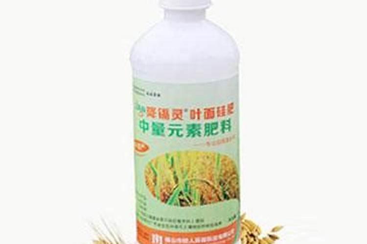 种植好吃的番茄需要多久时间