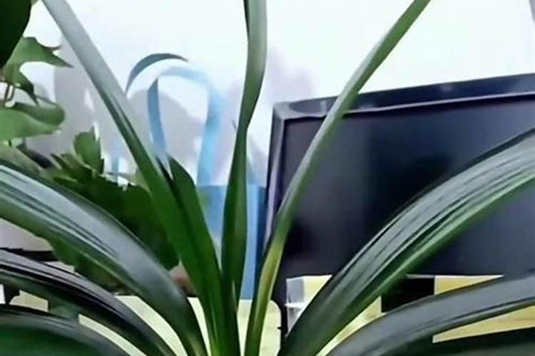 开花期间施什么肥好 开花期间可以施哪些肥