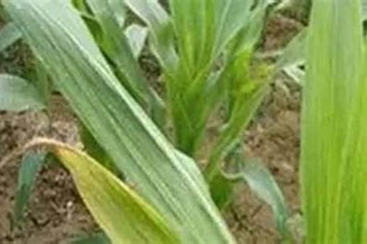 玉米缺肥的症状及原因是啥？