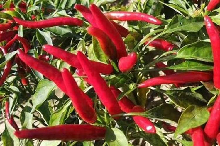 金银花用什么复合肥