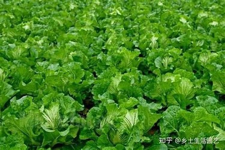 大白菜最好的肥料是什么？